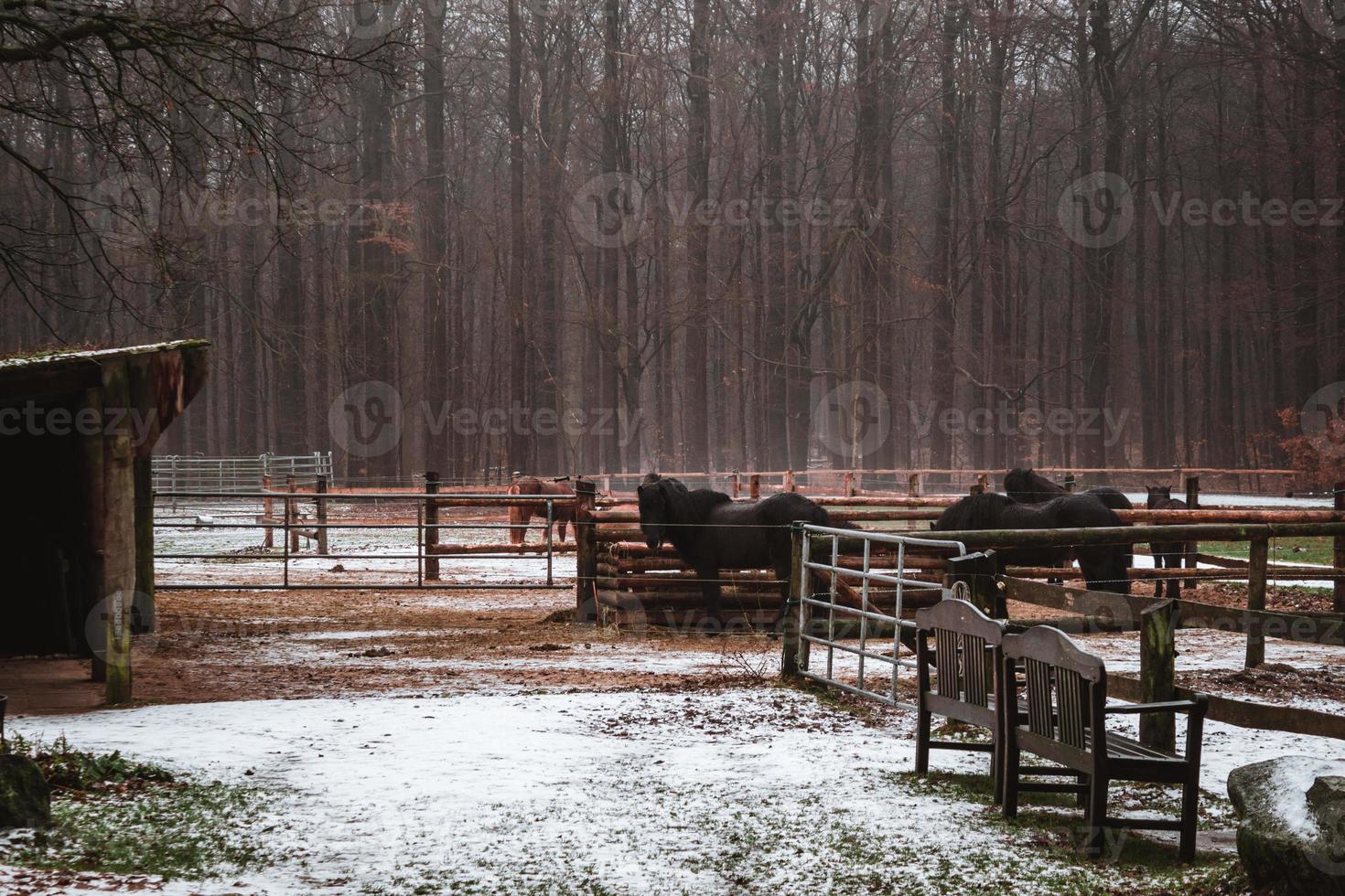 Winter in the forrest with some ponies and horses and snow photo