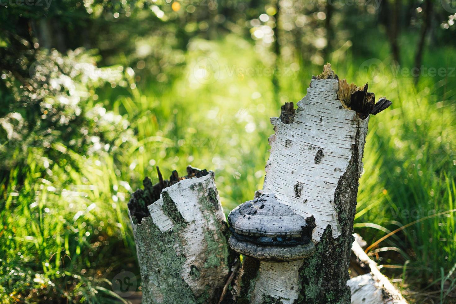 Tree trunk with mushroom on it in a sunny forrest photo