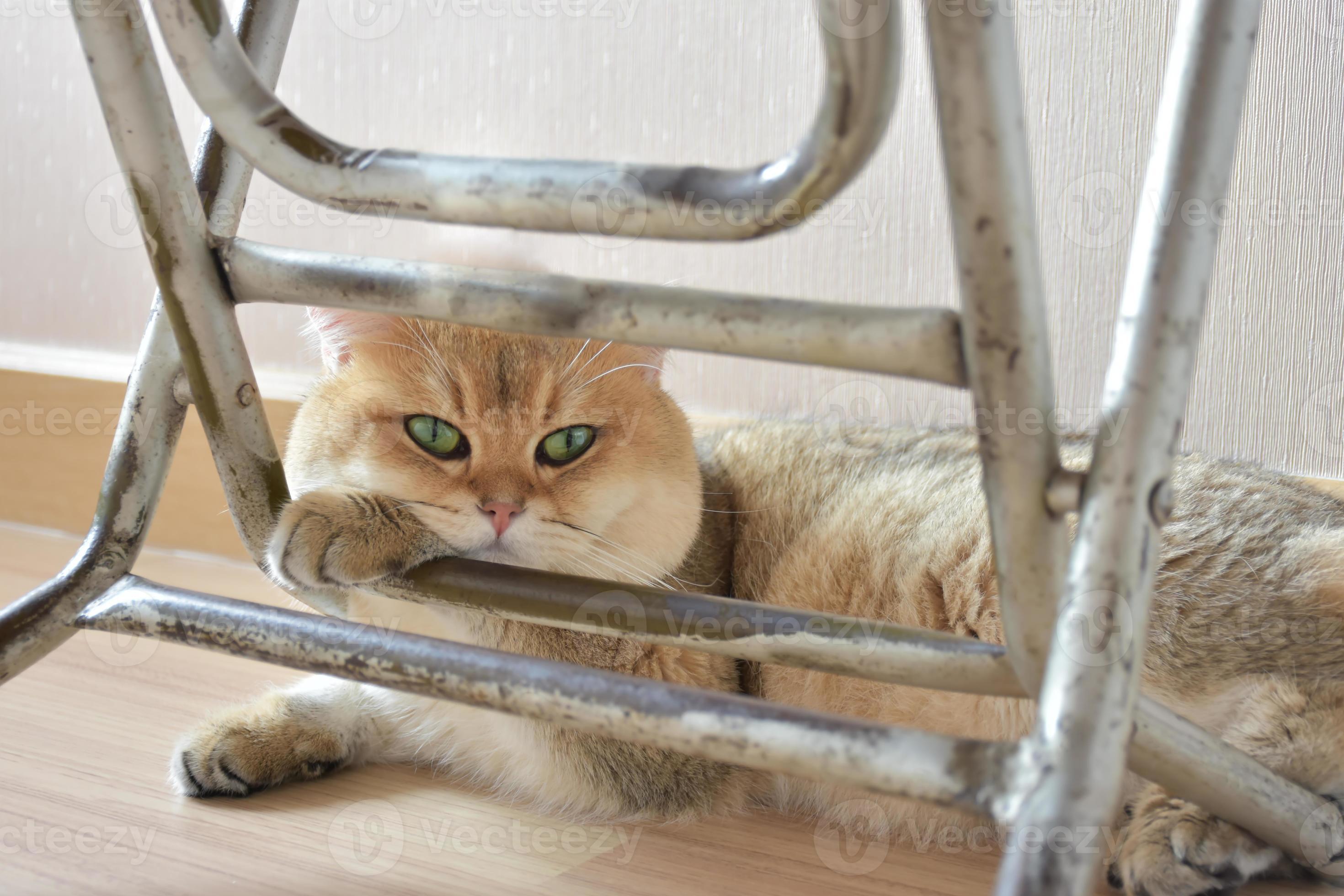 In the afternoon this cat was lying comfortably under the table