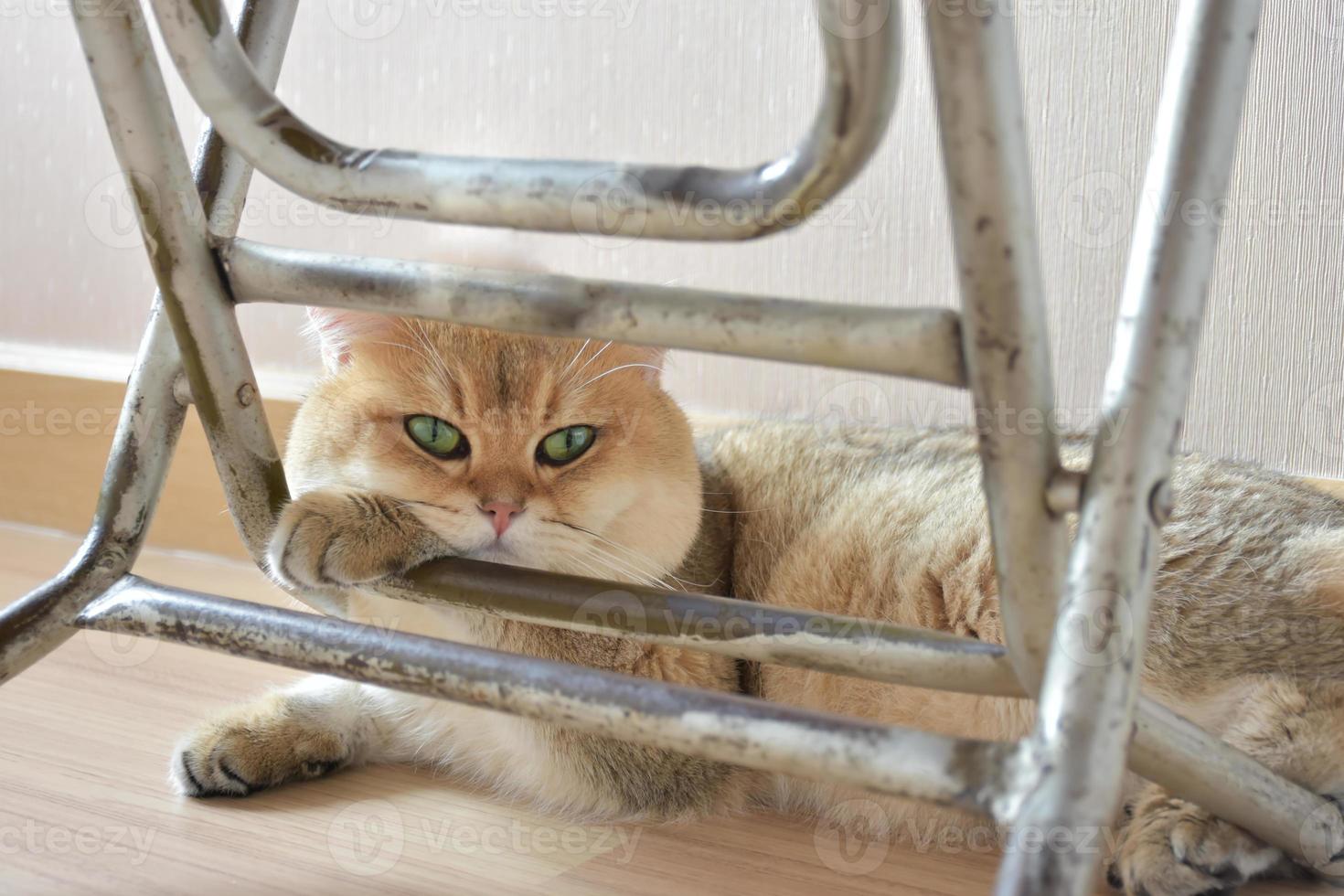 In the afternoon this cat was lying comfortably under the table. photo