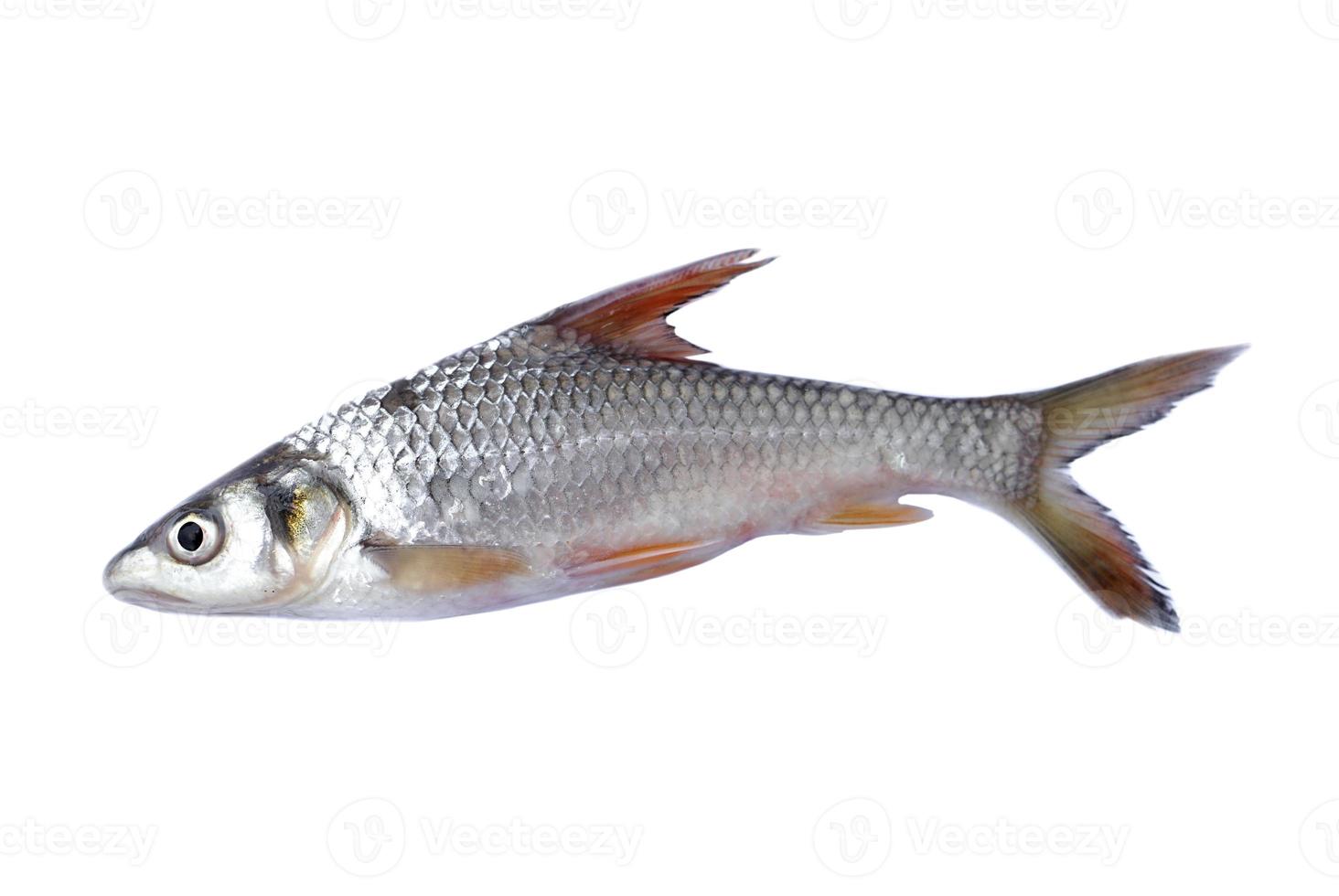 Freshwater fish for cooking isolated on white background. Concept, edible local fish from river in Thailand. Roach fish. photo