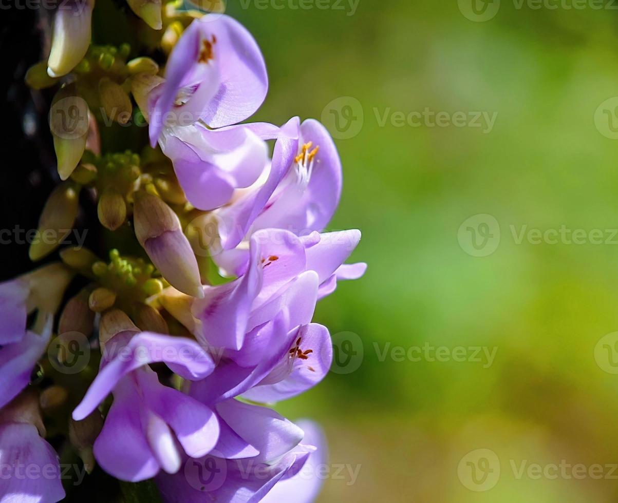 close up, macro photo of flowers