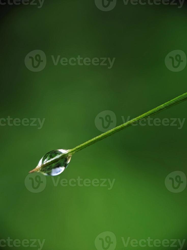 close up photo, dew on leaves photo