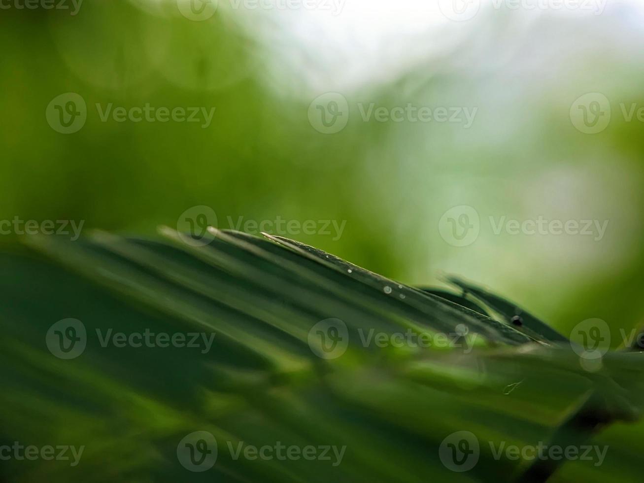 close up photo, leaf photo