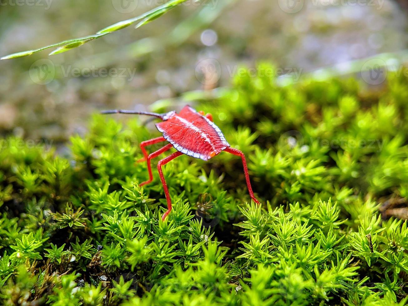 macro fotografía, insectos, pentatomidae foto