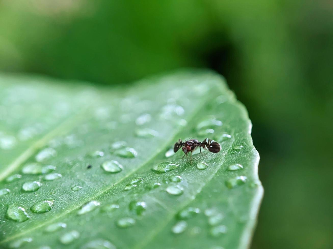 macro, insects on the leaves photo