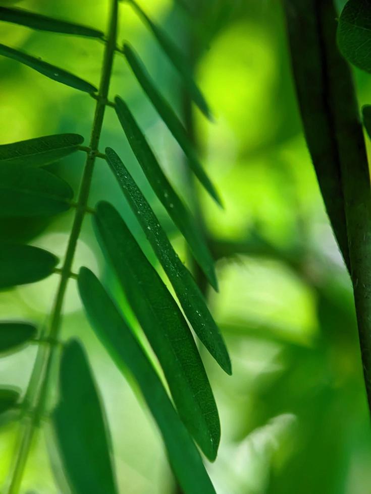 close up photo, leaf photo