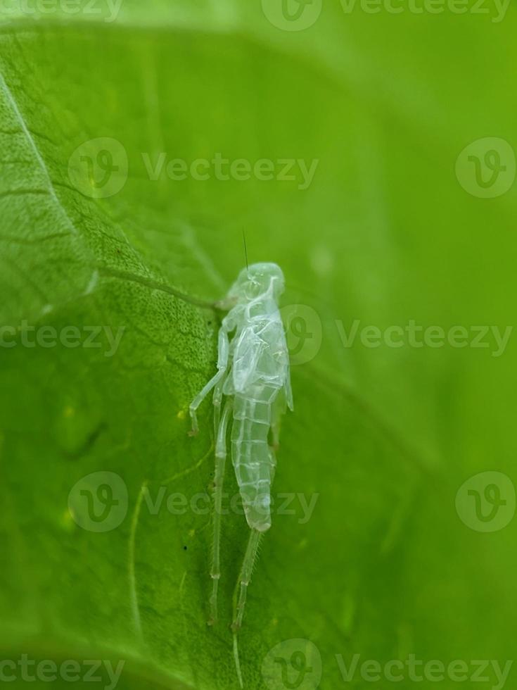 molting insects on a leaves photo