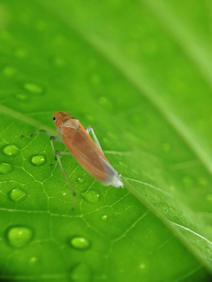 macro, insects on the leaves photo