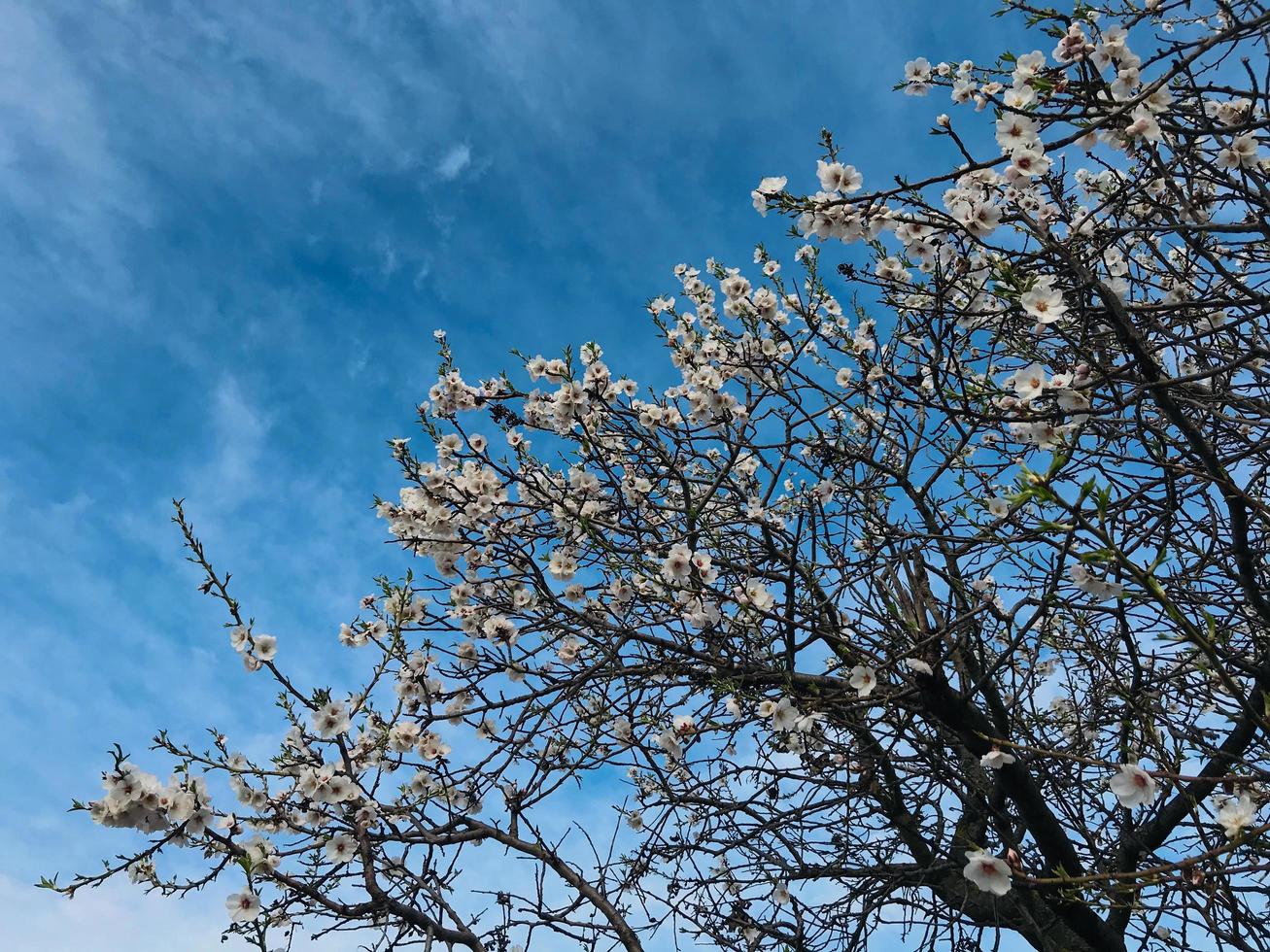 Flowers on a tree while winter in Europe photo