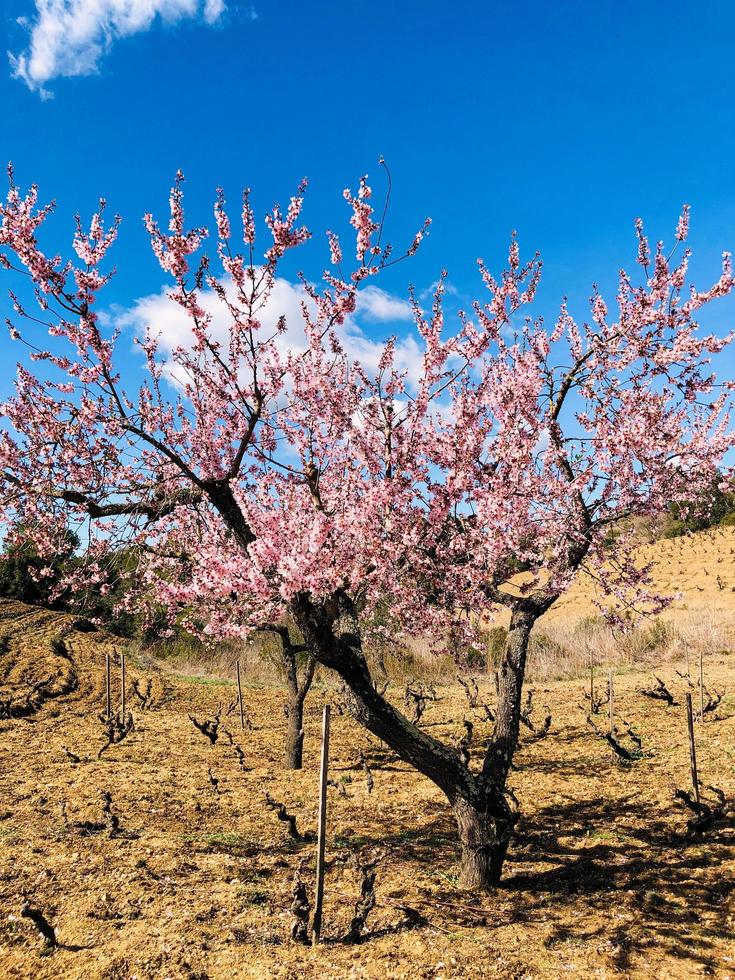 Almond tree while spirng, pink tree on vineyard photo