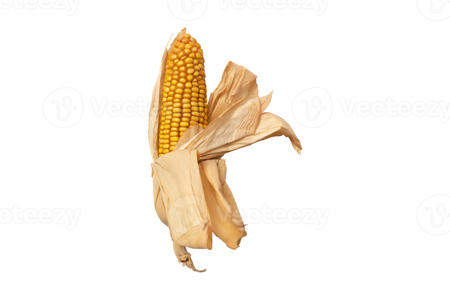 Corn cob isolated on a transparent background png