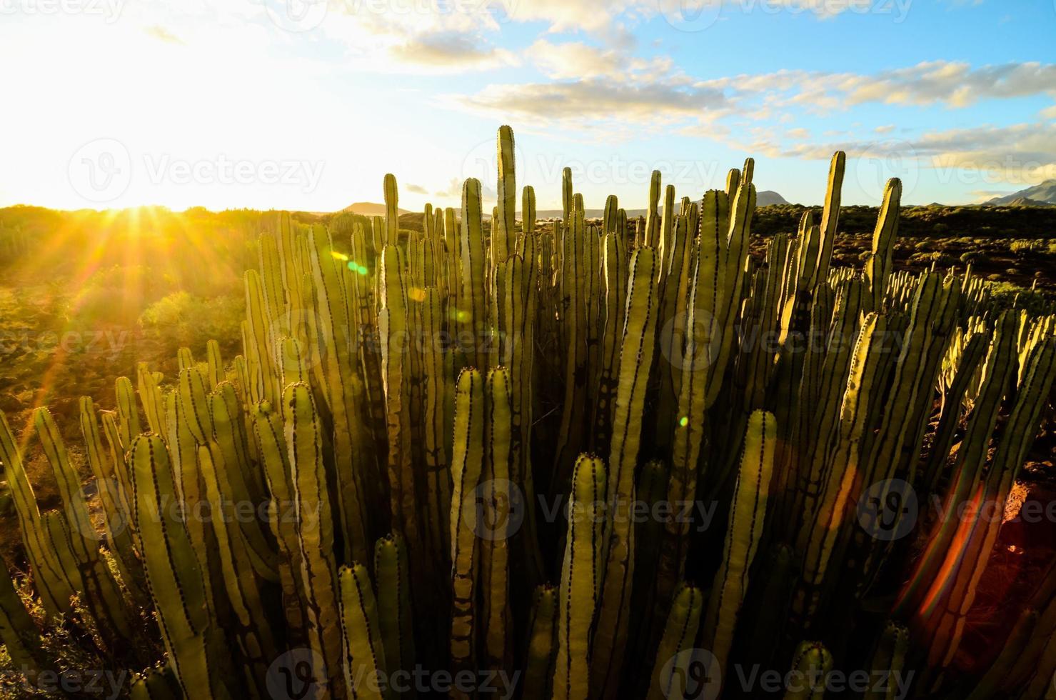 Cacti in the desert photo