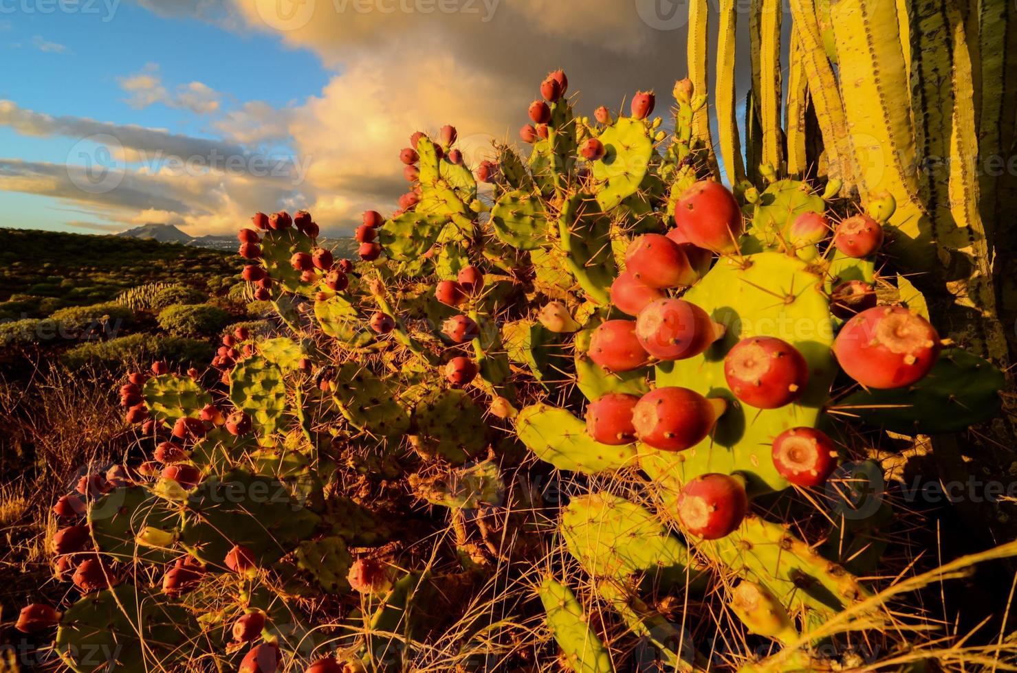 Cacti in the desert photo