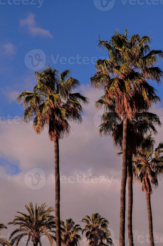 Tall palm trees photo