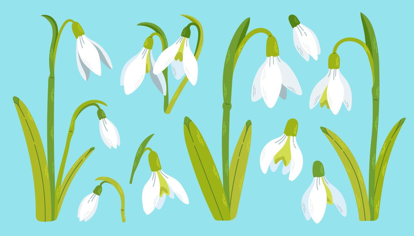 Snowdrop flowers set. Spring wildflower. Beautiful nature herb. Blossom plant. Snowdrop flower art. Vector. vector