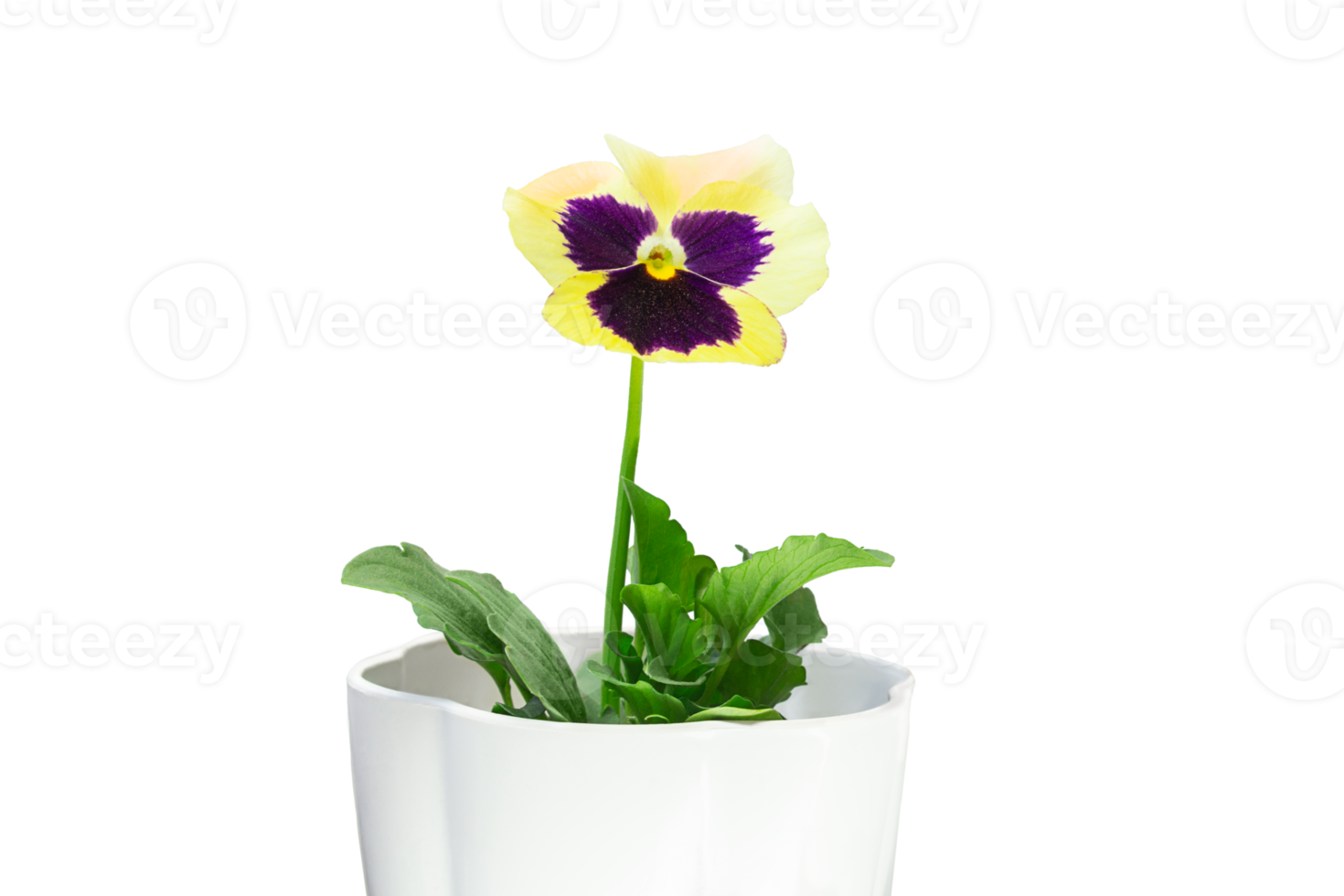 Yellow flower in pot on isolated background. Gardening, holiday. Copy space png