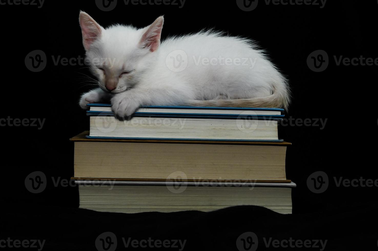 White kitten in the studio photo