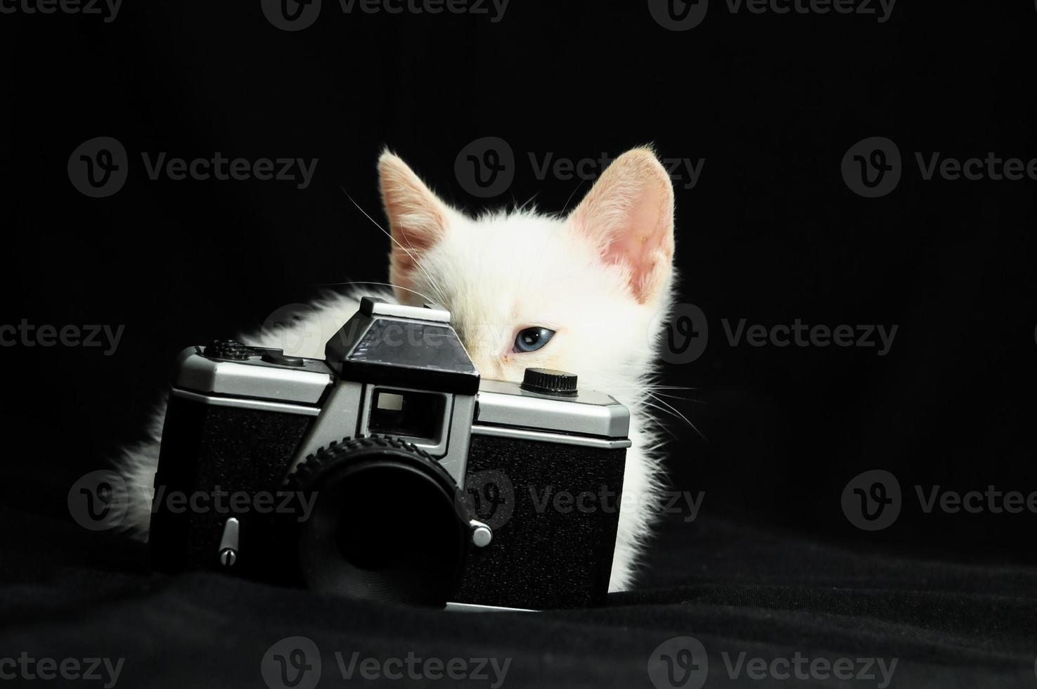 blanco gatito en el estudio foto