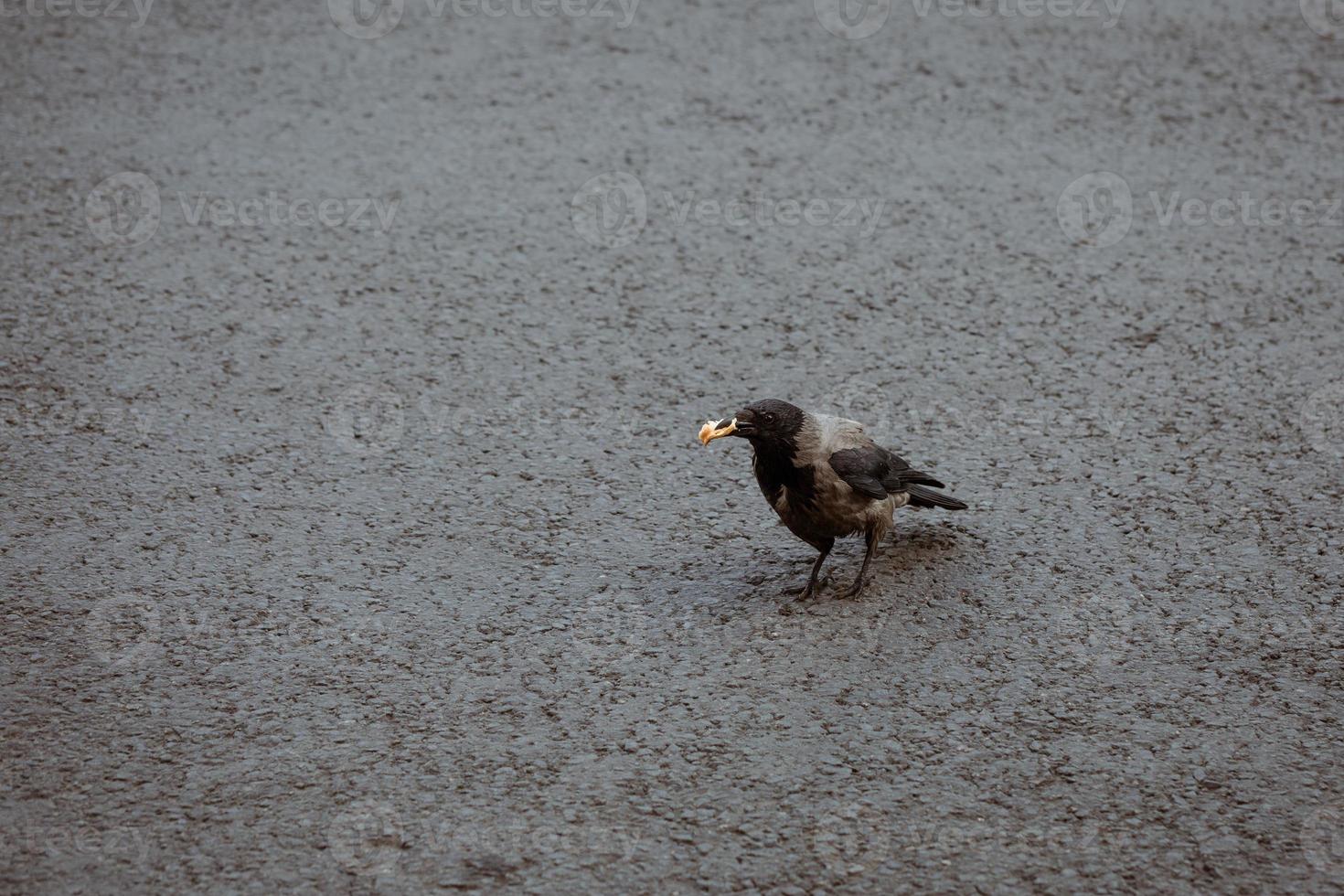 crow on the pavement with a piece of bread in its beak photo