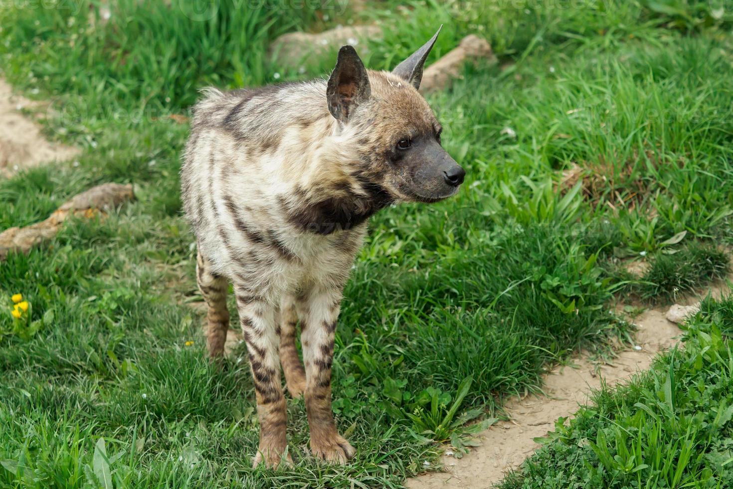 Striped hyena, Hyaena hyaena sultana photo