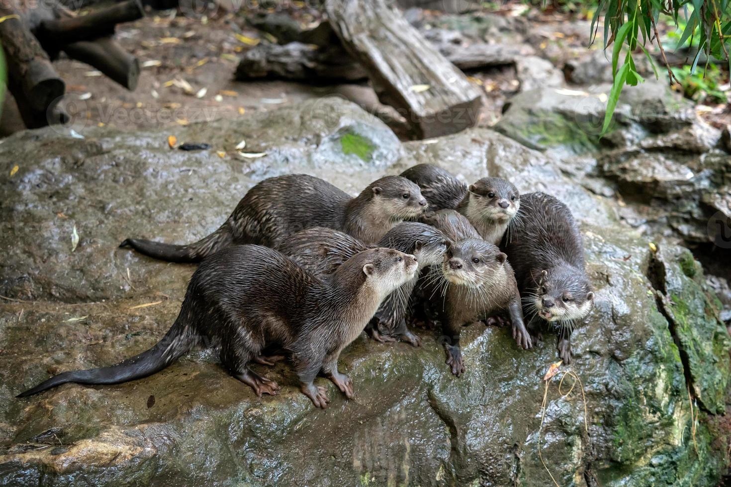 Group of oriental small-clawed otter, Amblonyx cinereus, also known as the Asian small-clawed otter. photo