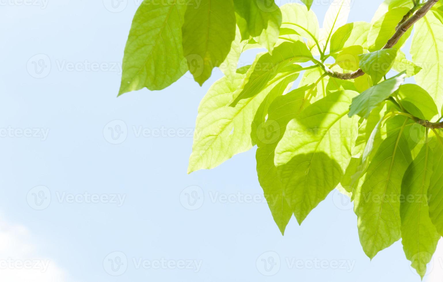 green leaf leaves budding in the spring for background,In the spring natural background with the sky and leaves photo