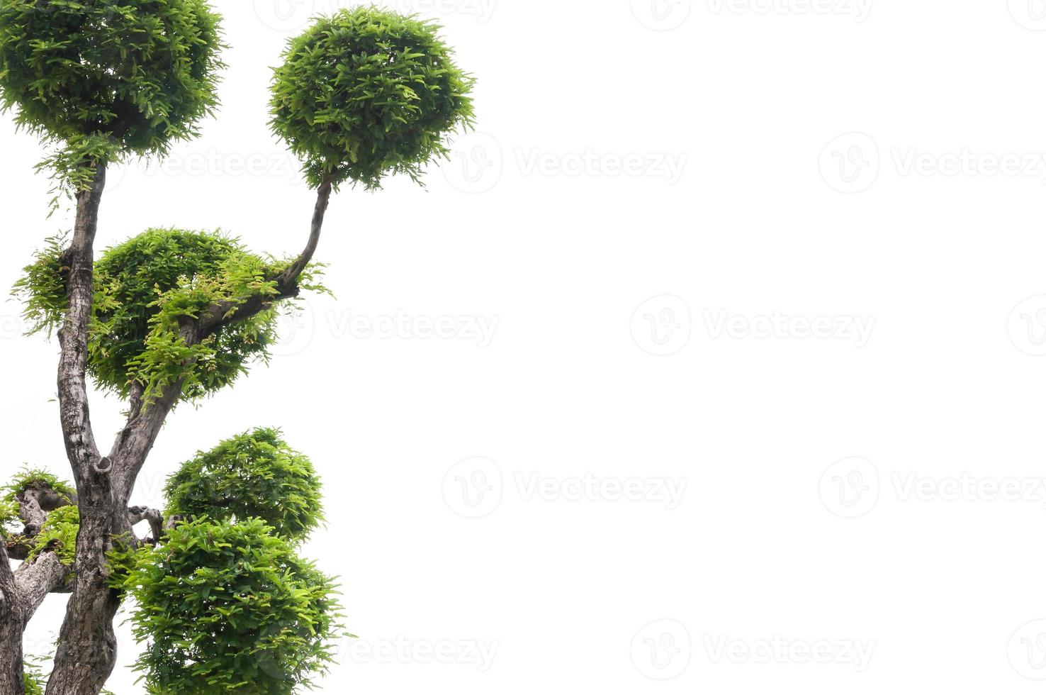 Tamarind tree on white background,green background,bonsai tree on a white background photo