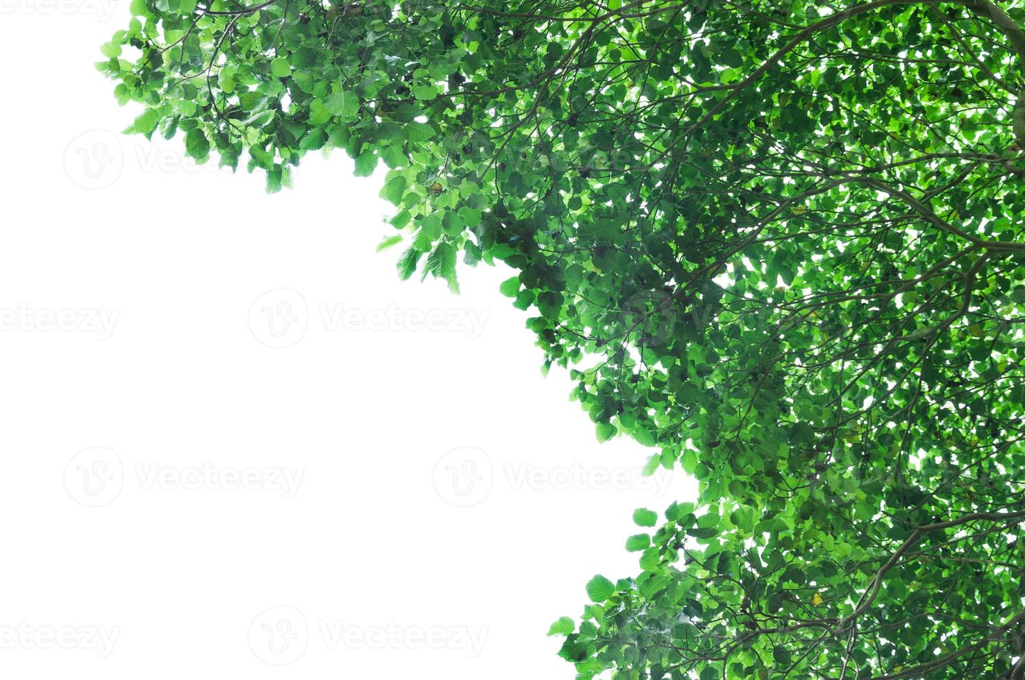 Green leafs on white background photo