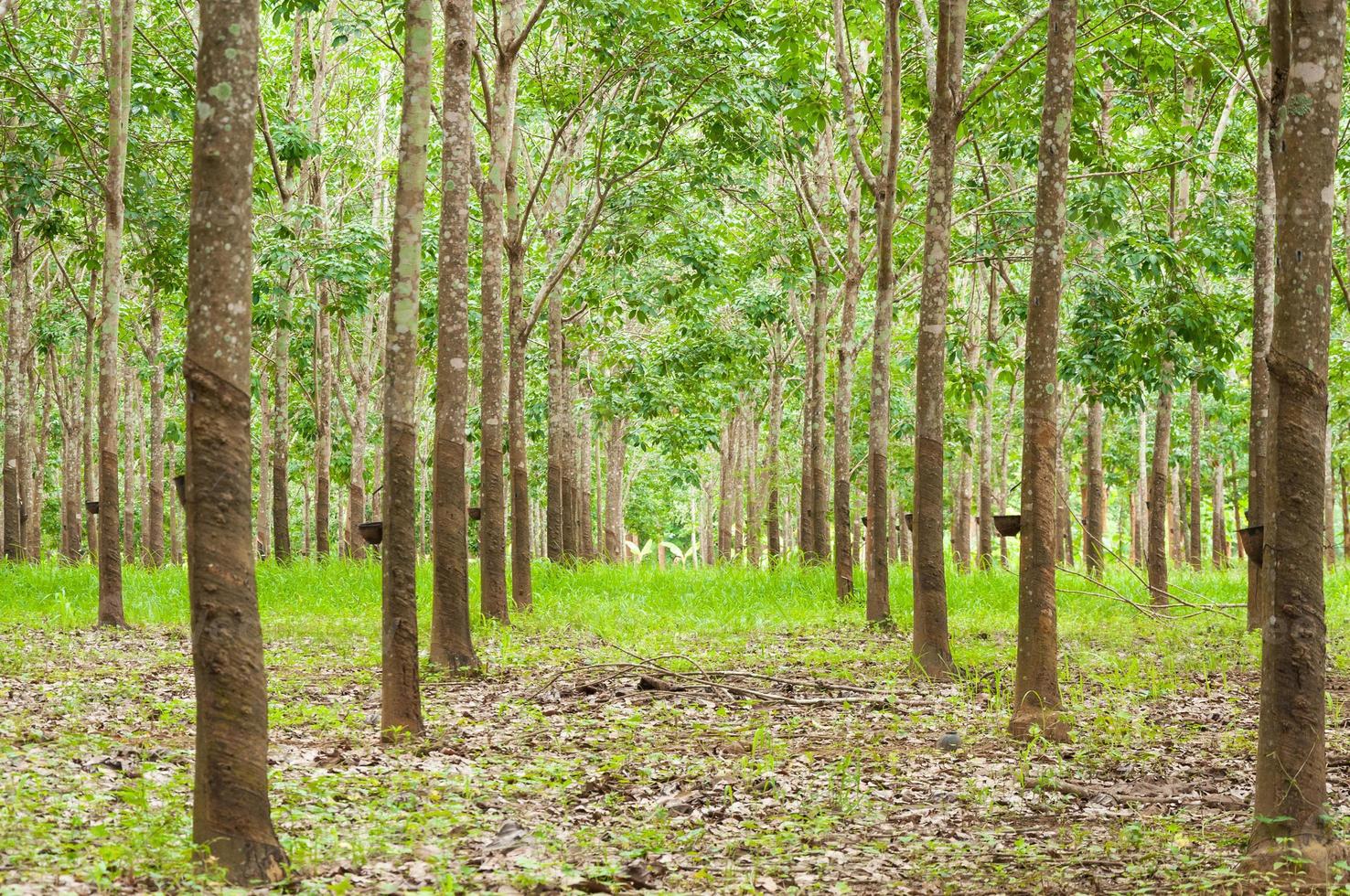 Row of para rubber plantation in South of Thailand,rubber trees photo