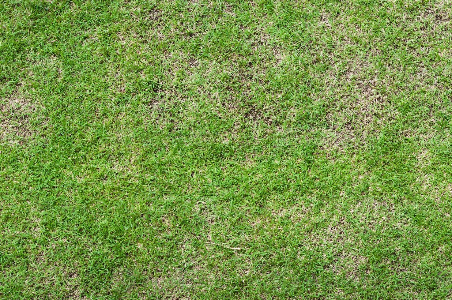 Abstract  top view green color of grass background texture ,for background photo