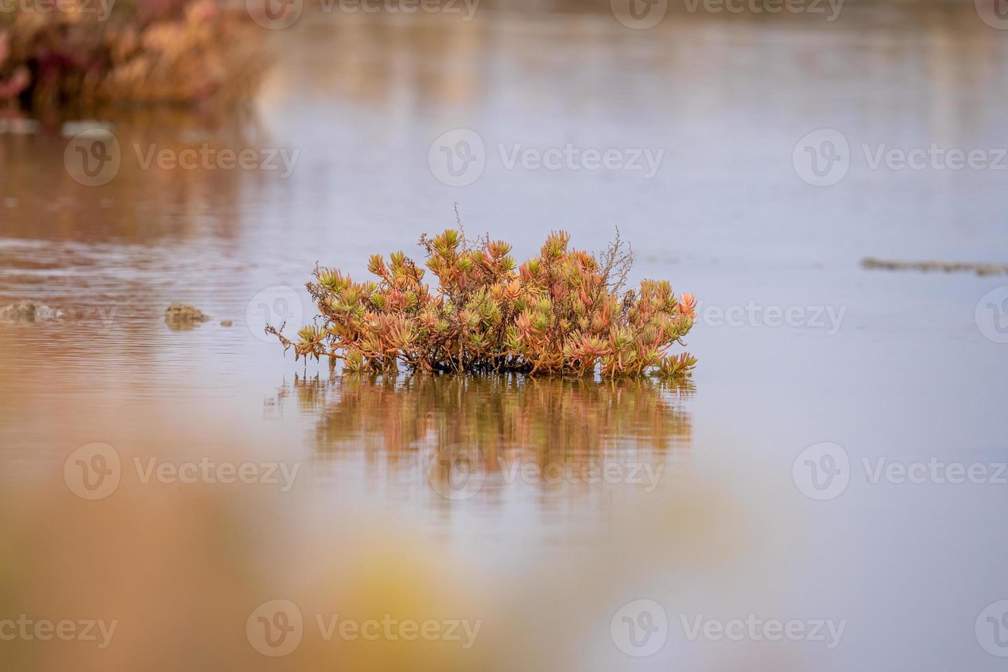 Seablite or suaeda maritima is a low, evergreen shrub that grows in mangrove forests. photo