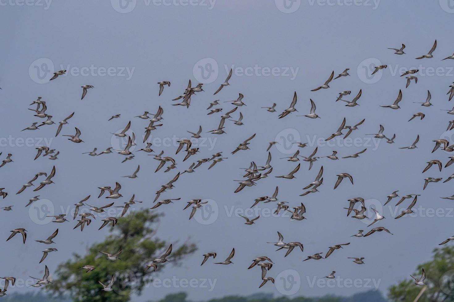 Marsh Sandpiper flying over the salt pan photo