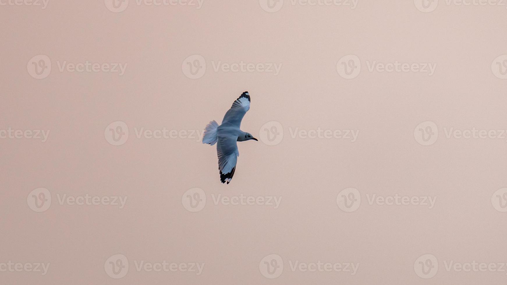 Brown-headed gull flying in to the sky photo