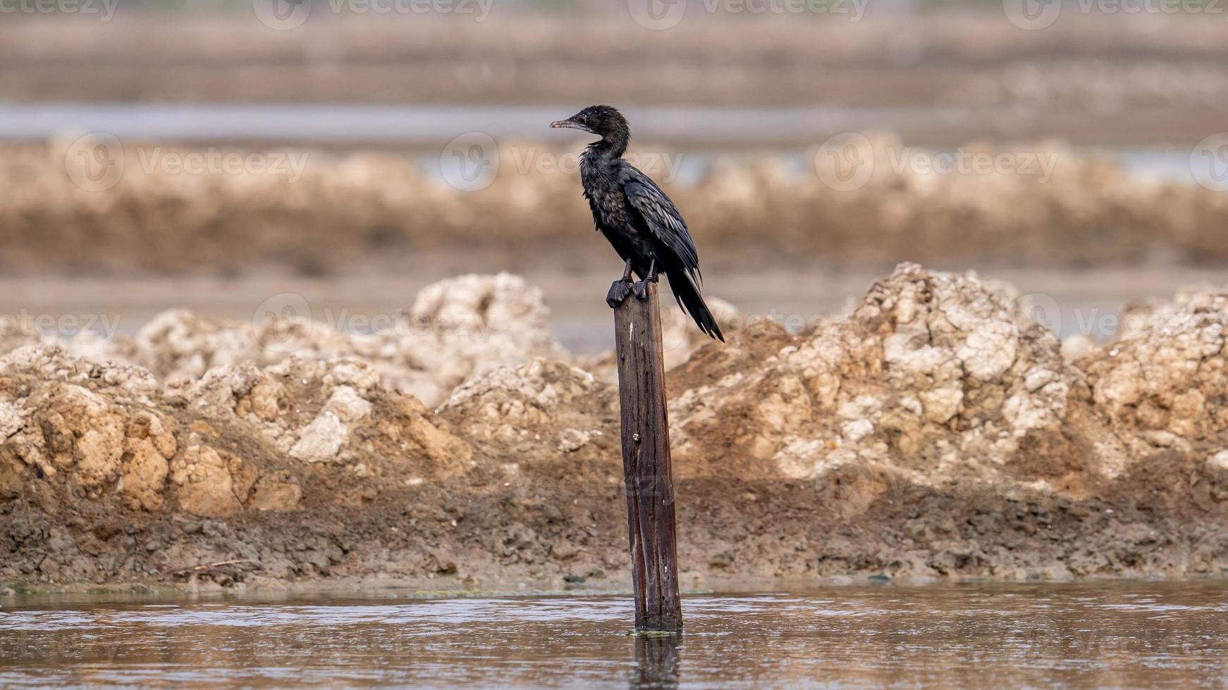 Little cormorant, Javanese cormorant perching on tree stump photo