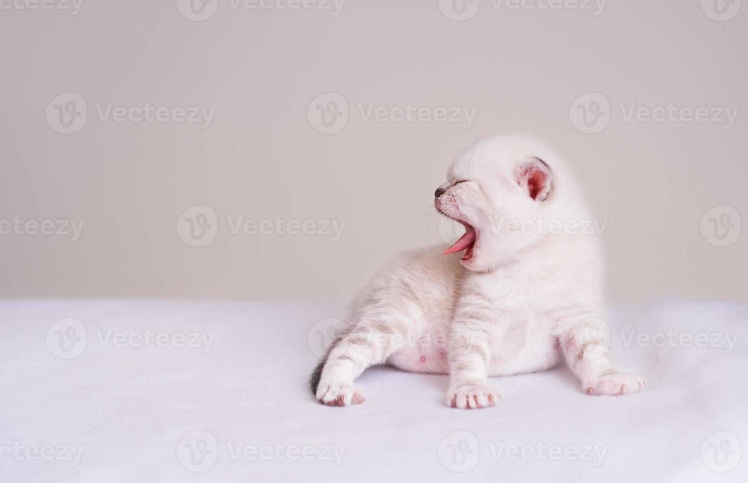 Cute newborn yawning beige cat Scottish fold photo