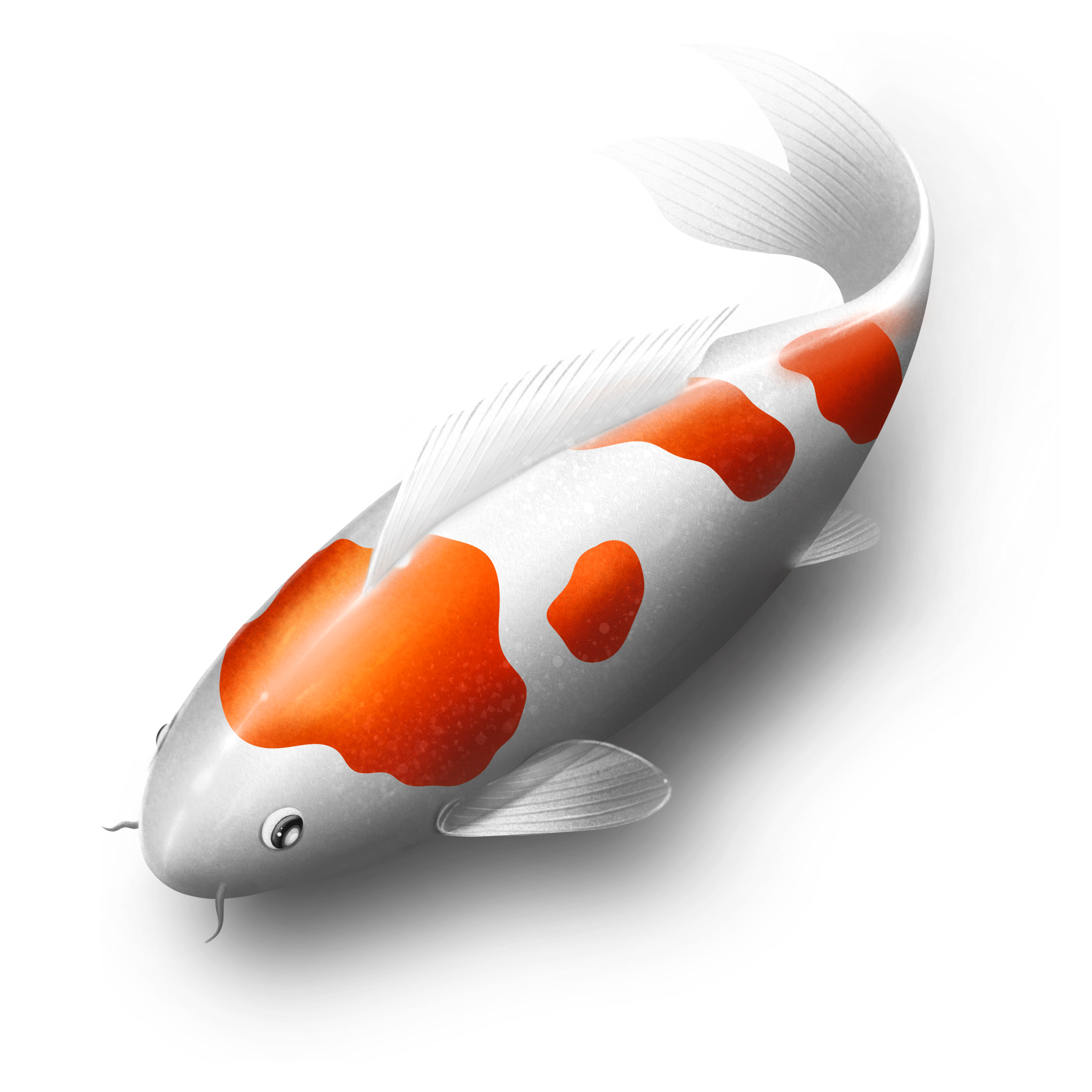 Koi Fish 3D 21613271 PNG koi-fish-3d-21613271-png