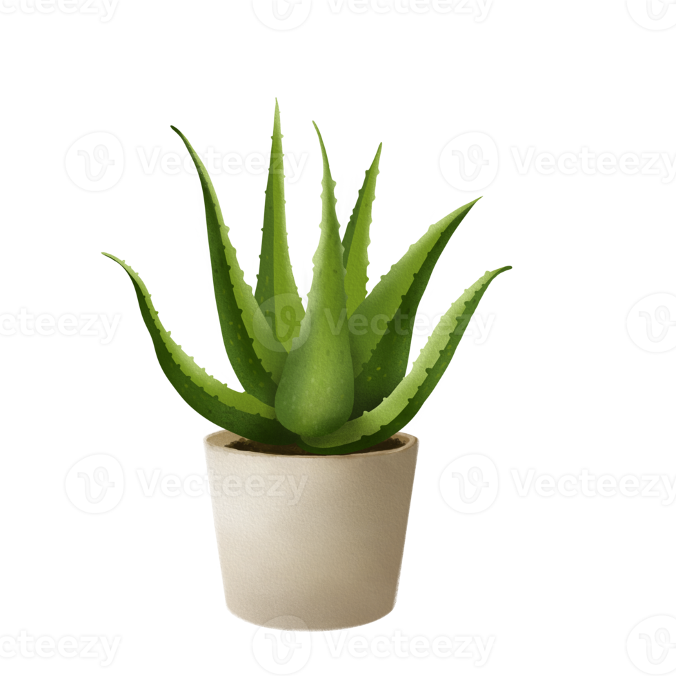 aloe vera em pote png