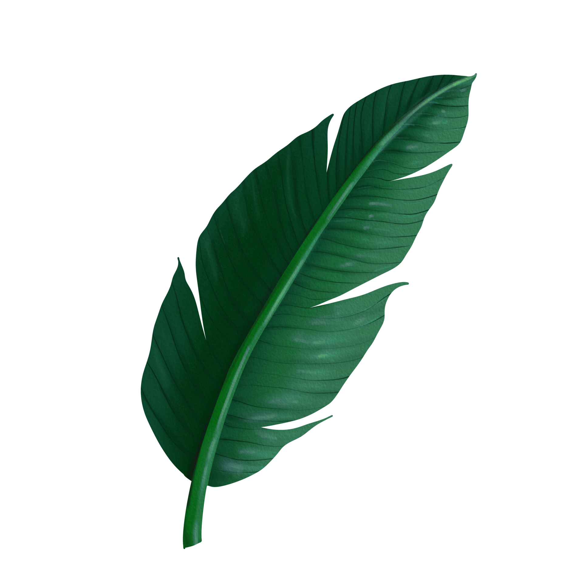 banana leaf tropical plants green leaves 21613288 PNG
