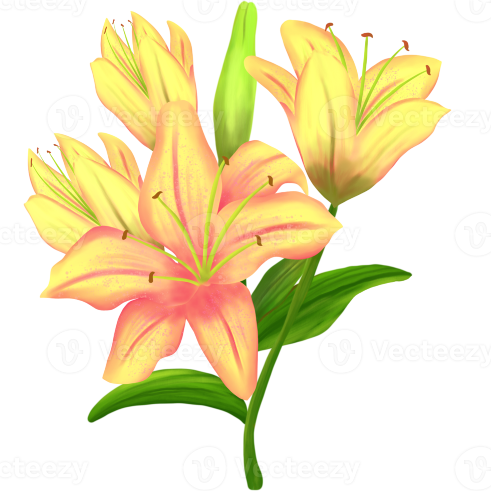 Bouquet of flowers lilies. png