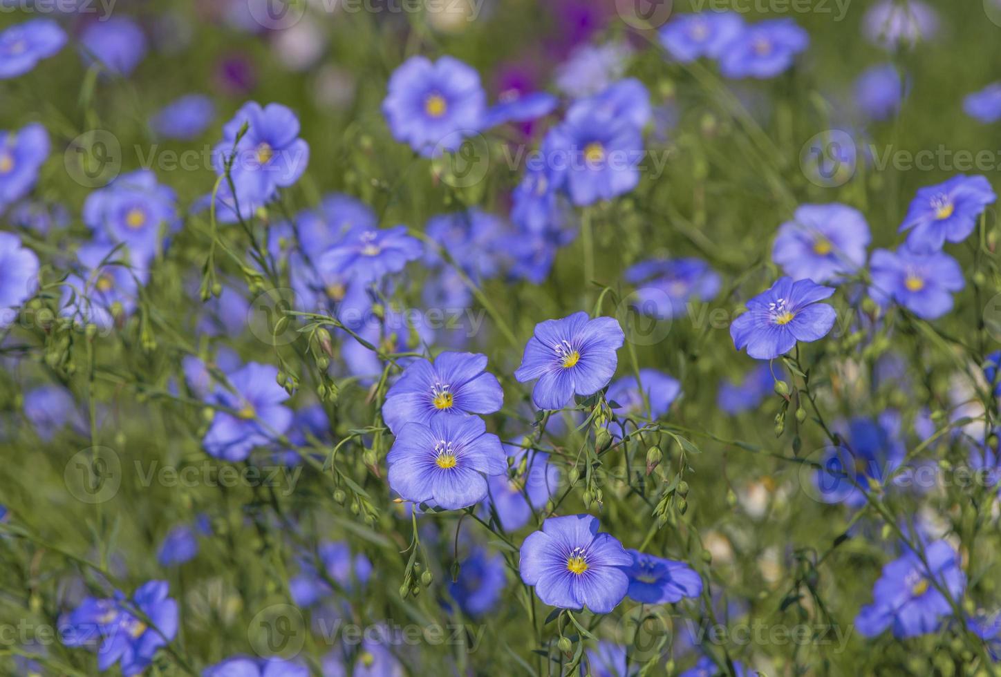 azul común linaza flores en un jardín foto
