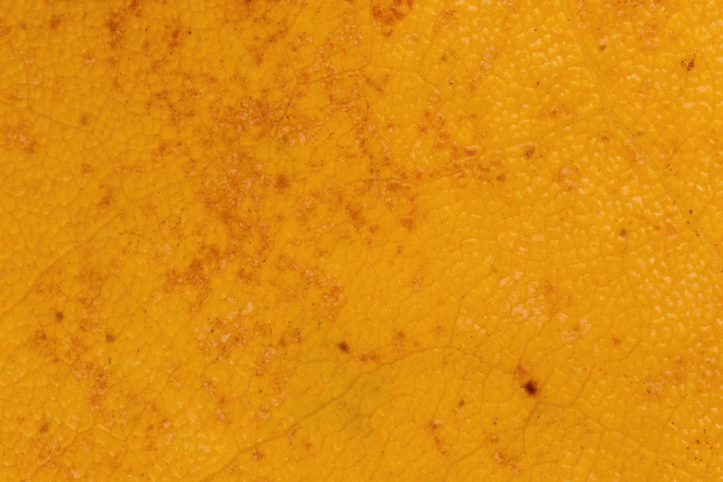 close up of dark yellow leaf texture photo
