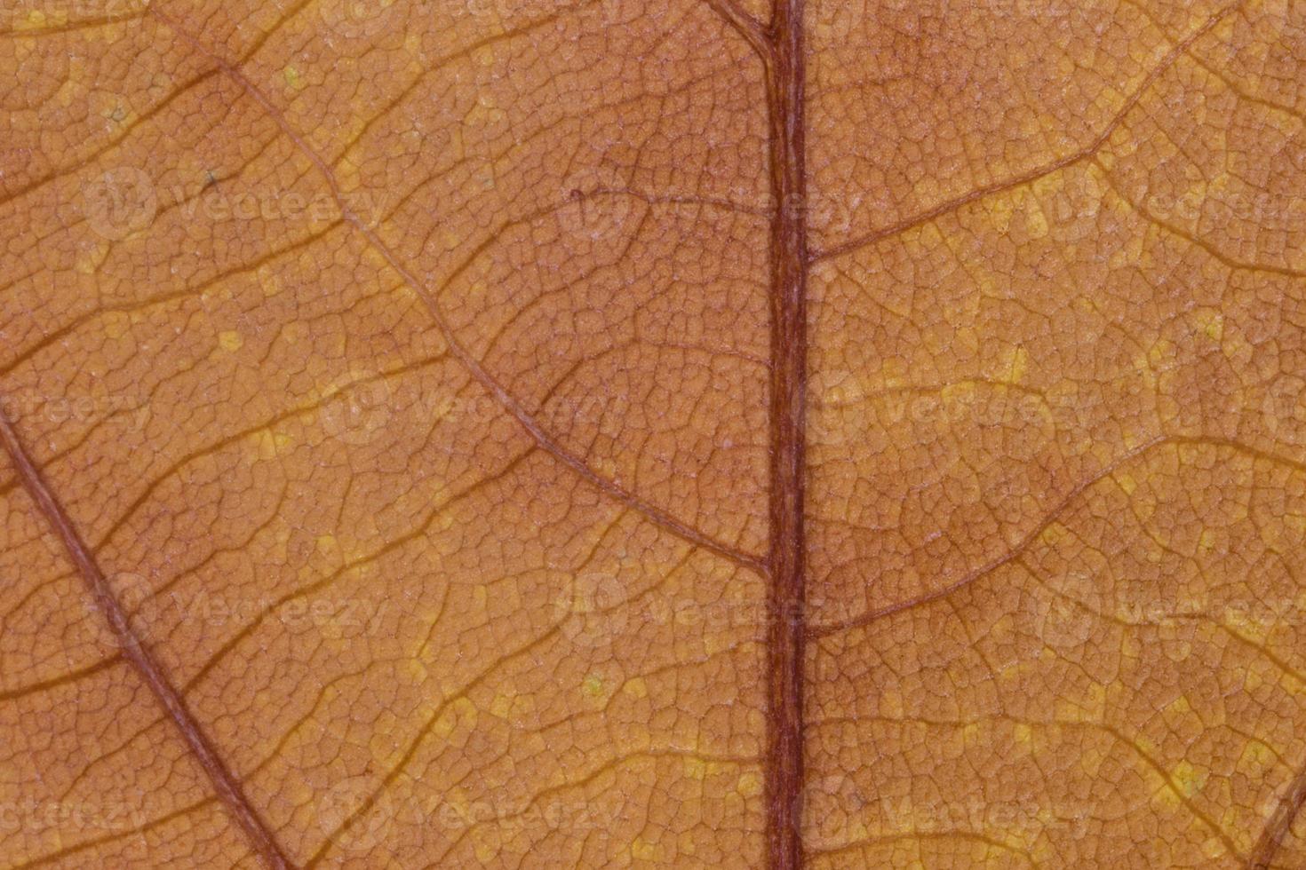 close up of maple leaf texture photo