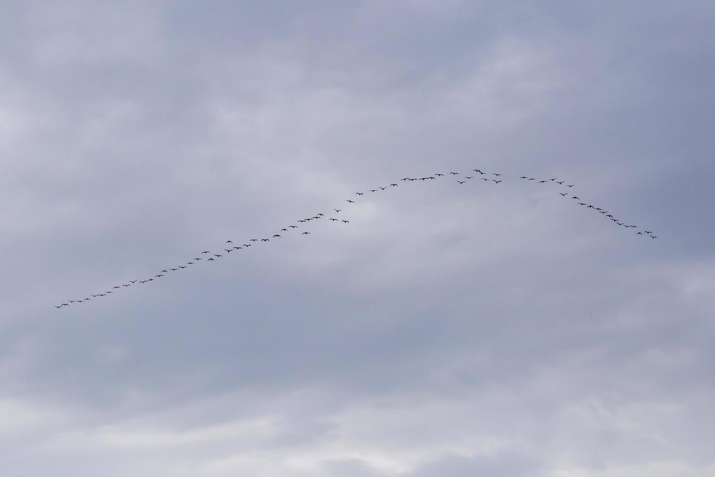 flock of great cormorants against cloudy sky photo