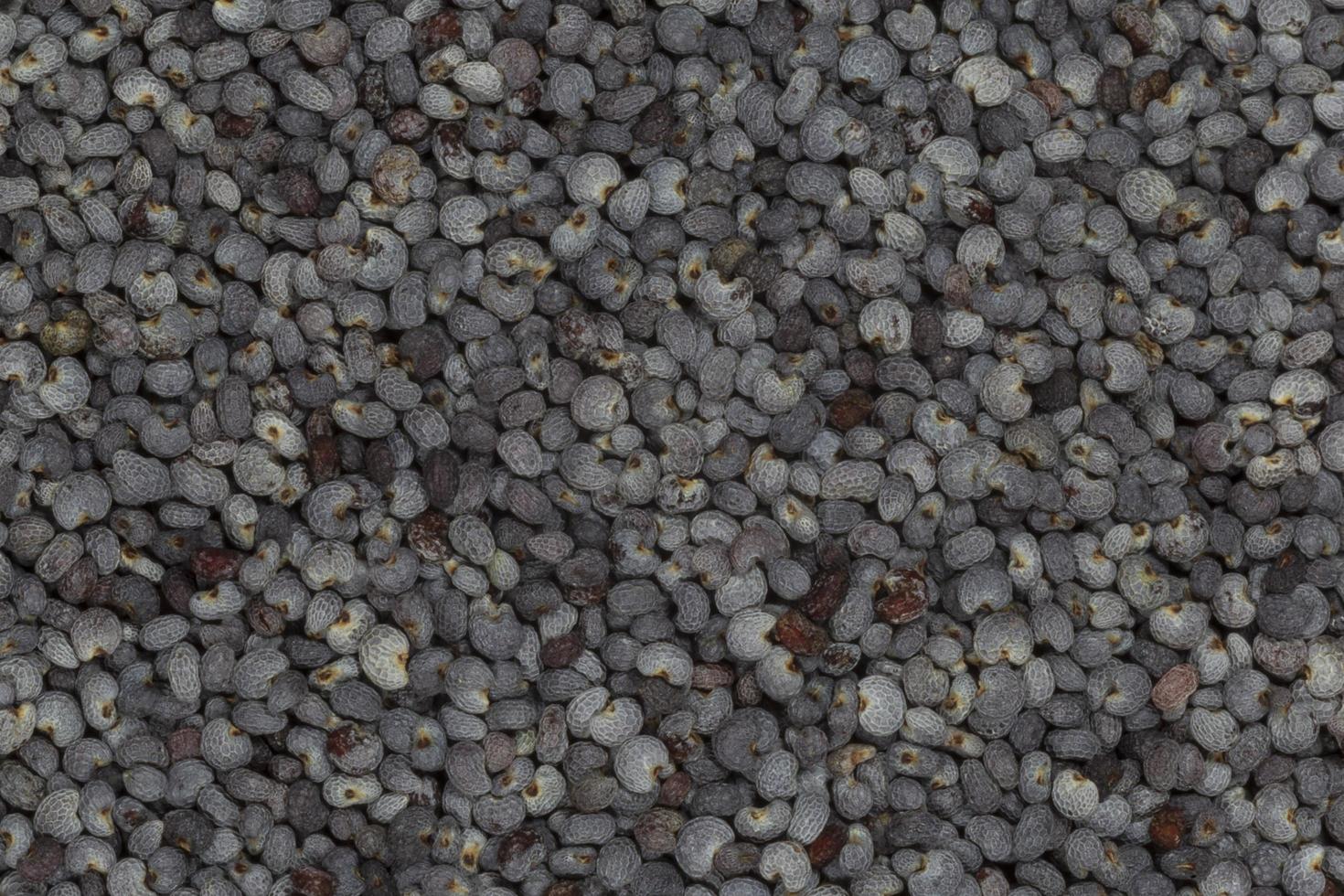 close up of poppy seeds photo