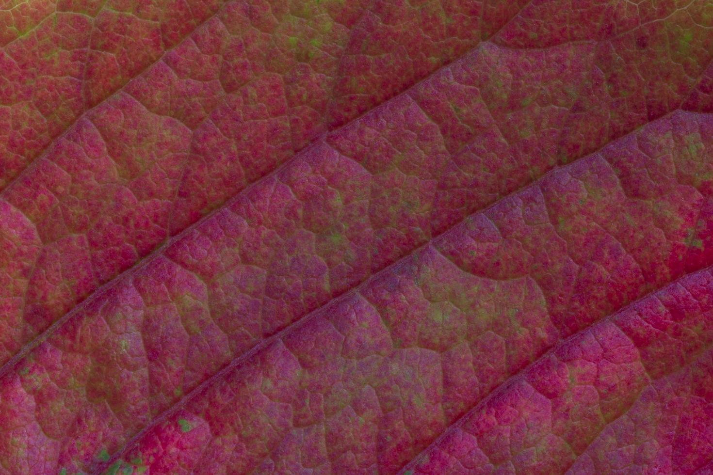 close up of purple grape leaf texture photo