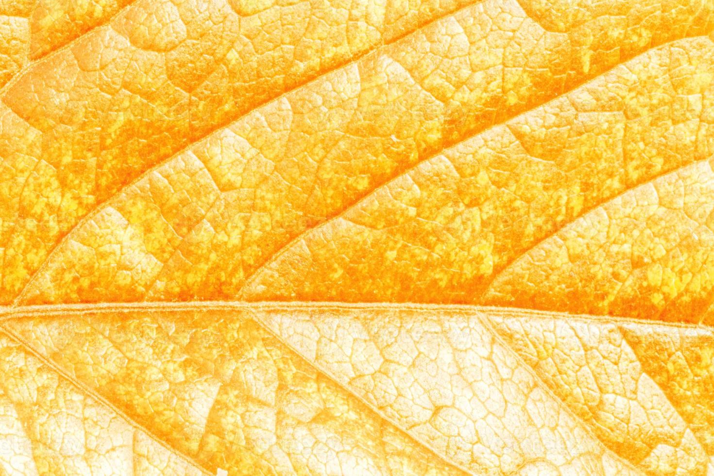 close up of dry orange leaf texture photo