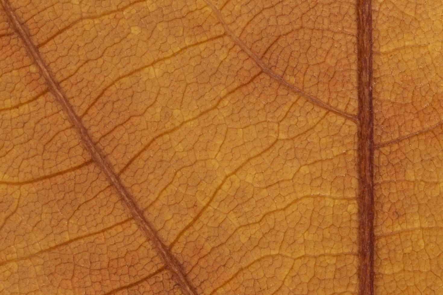 close up of autumnal maple leaf texture photo