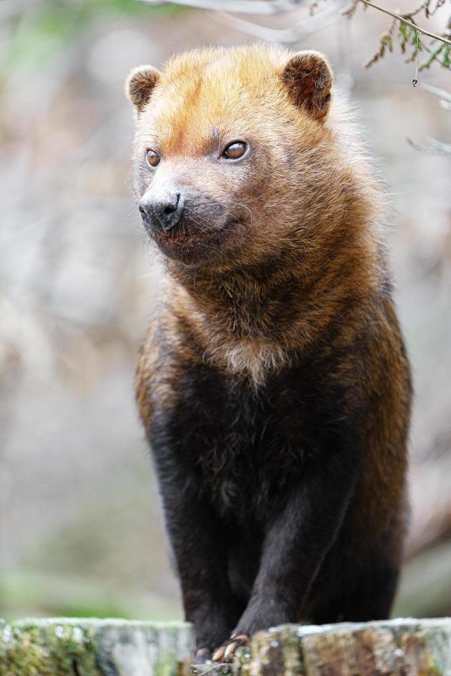 Portrait of Bush dog photo