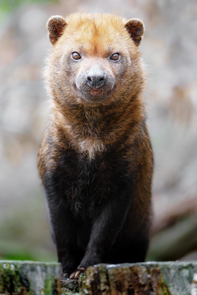 Portrait of Bush dog photo